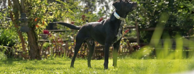 Black dog wearing gps tracker standing outside in front of wooden fence