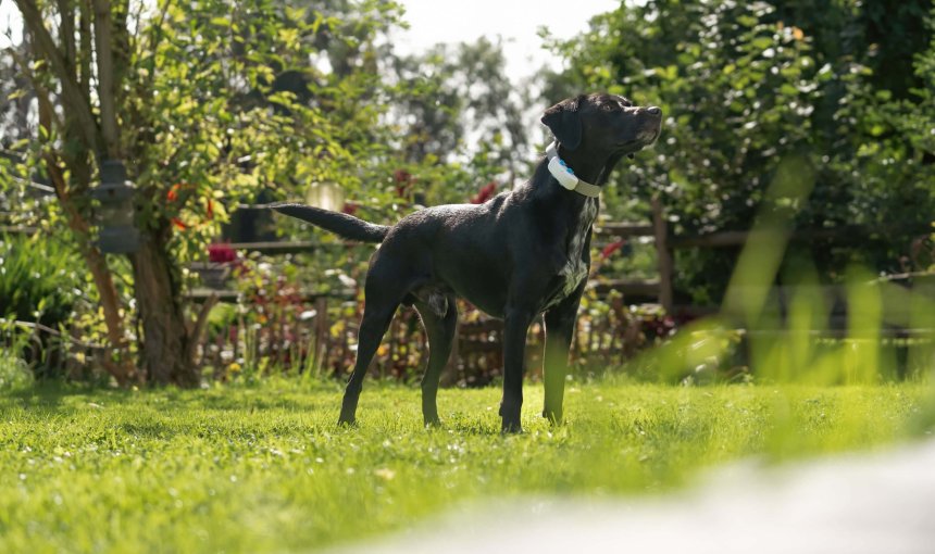 Black dog wearing gps tracker standing outside in front of wooden fence