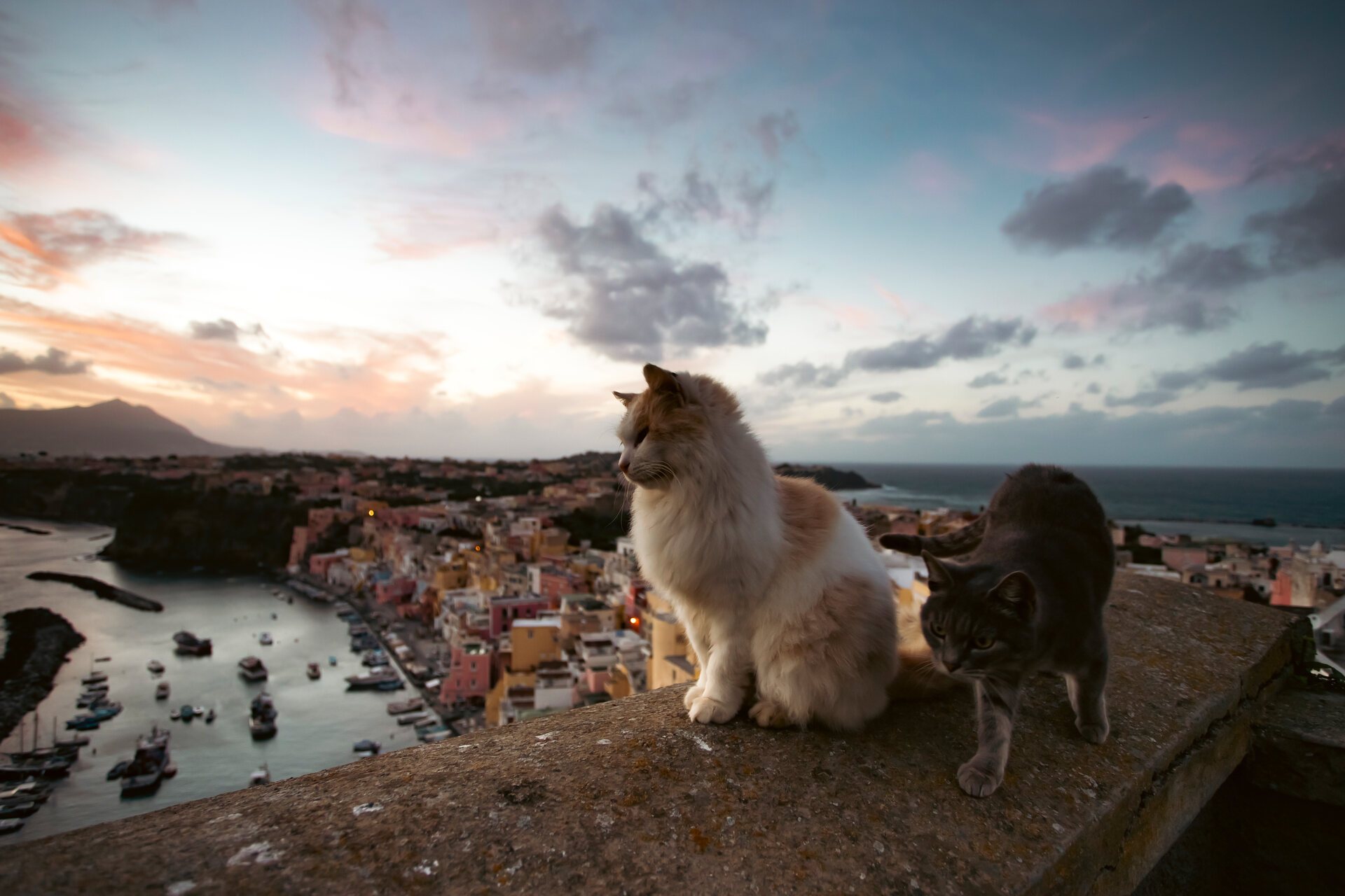 Two cats sitting on a bridge overlooking a city