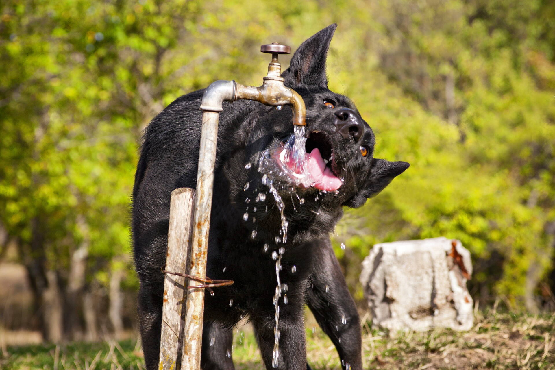 A dog drinking water from a tap