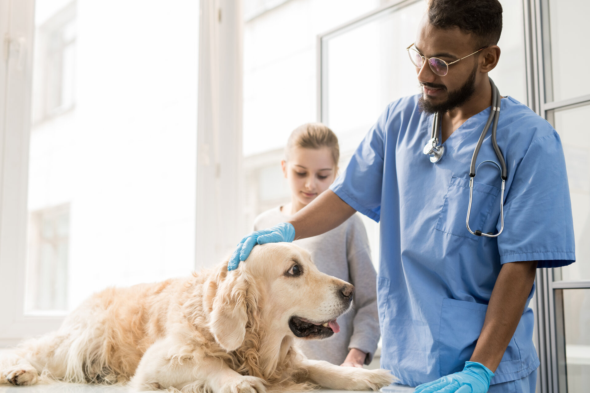 A vet examining a dog at a clinic