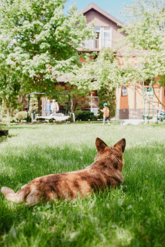 A dog patrolling a backyard