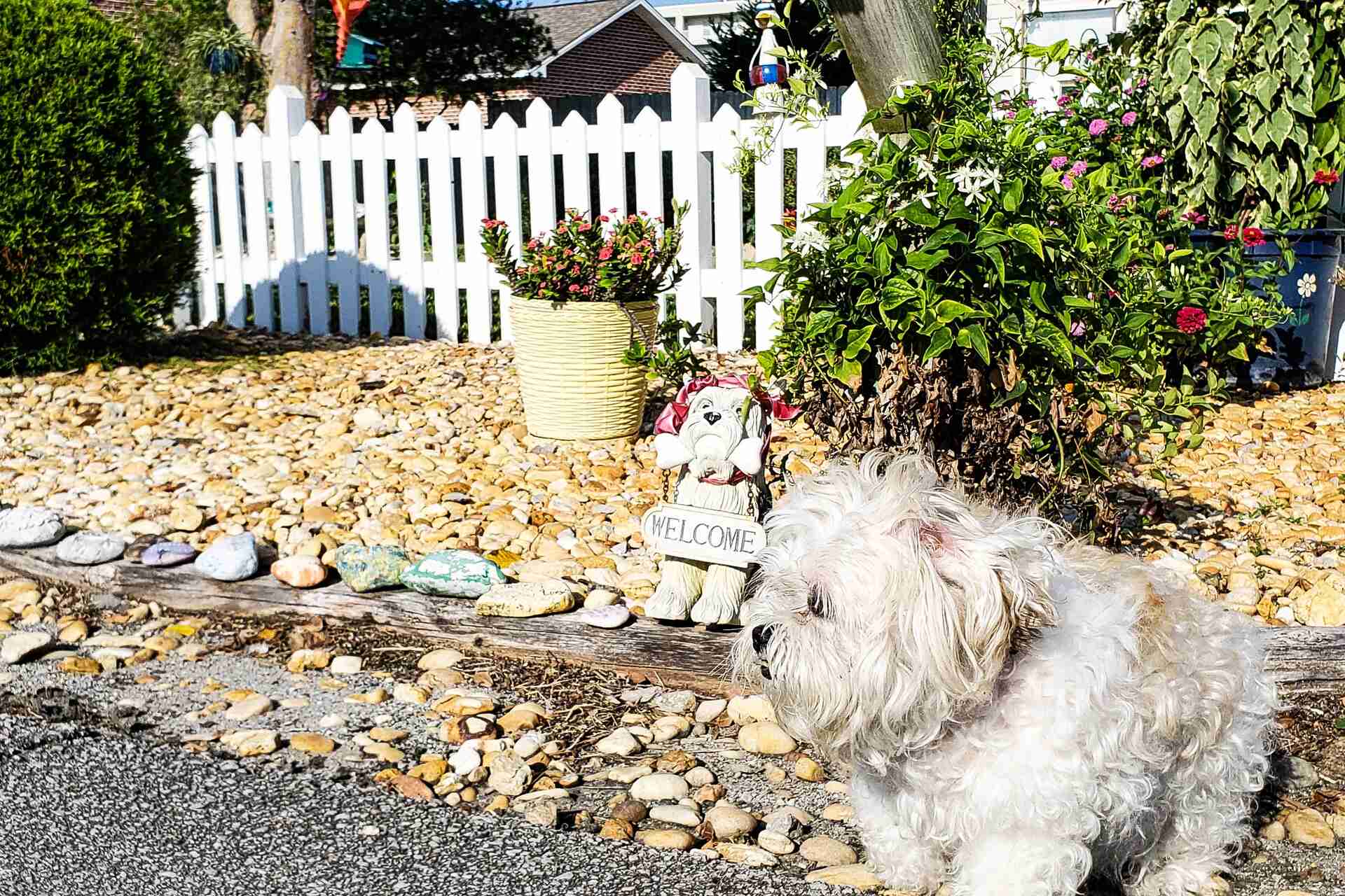 A small white dog sitting in a garden full of flat stones