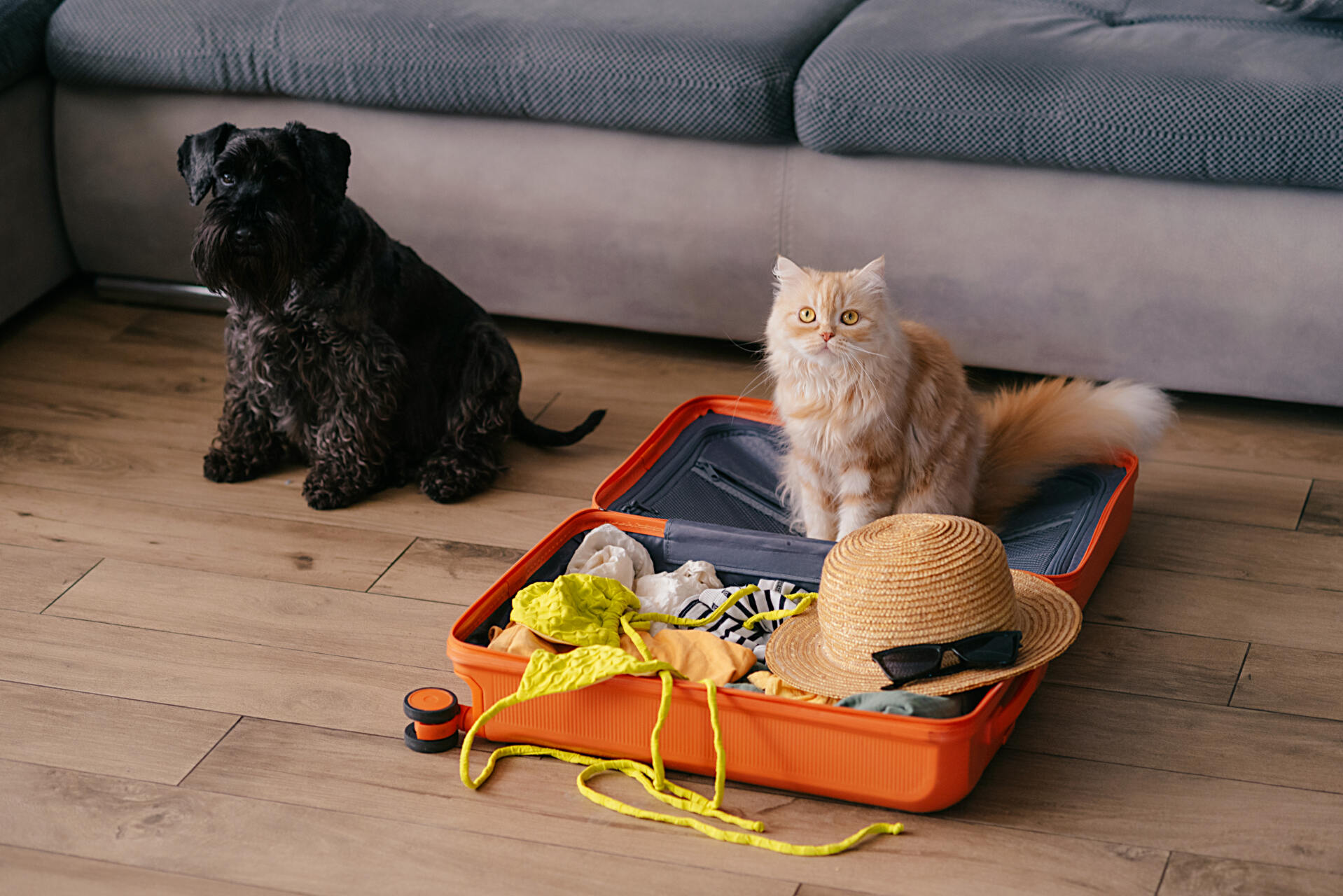 A dog and cat sitting next to an open suitcase