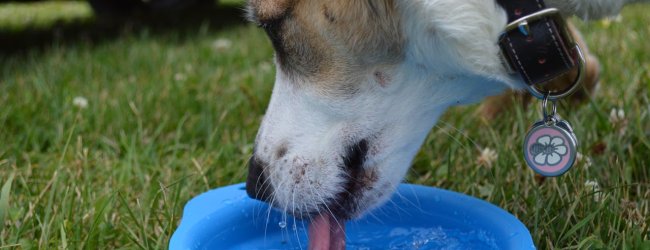 un cane beve molta acqua da una ciotola blu