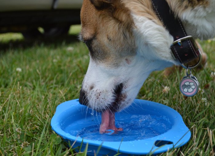 dog drinking a lot of water from a blue bowl