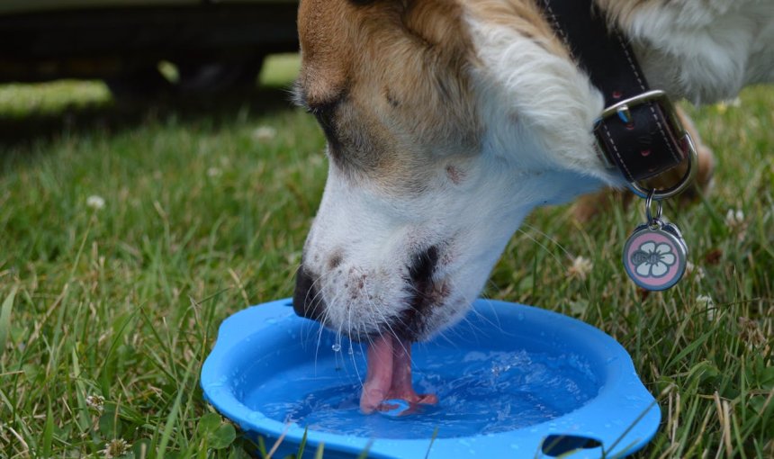 perro bebiendo agua de un cuenco azul