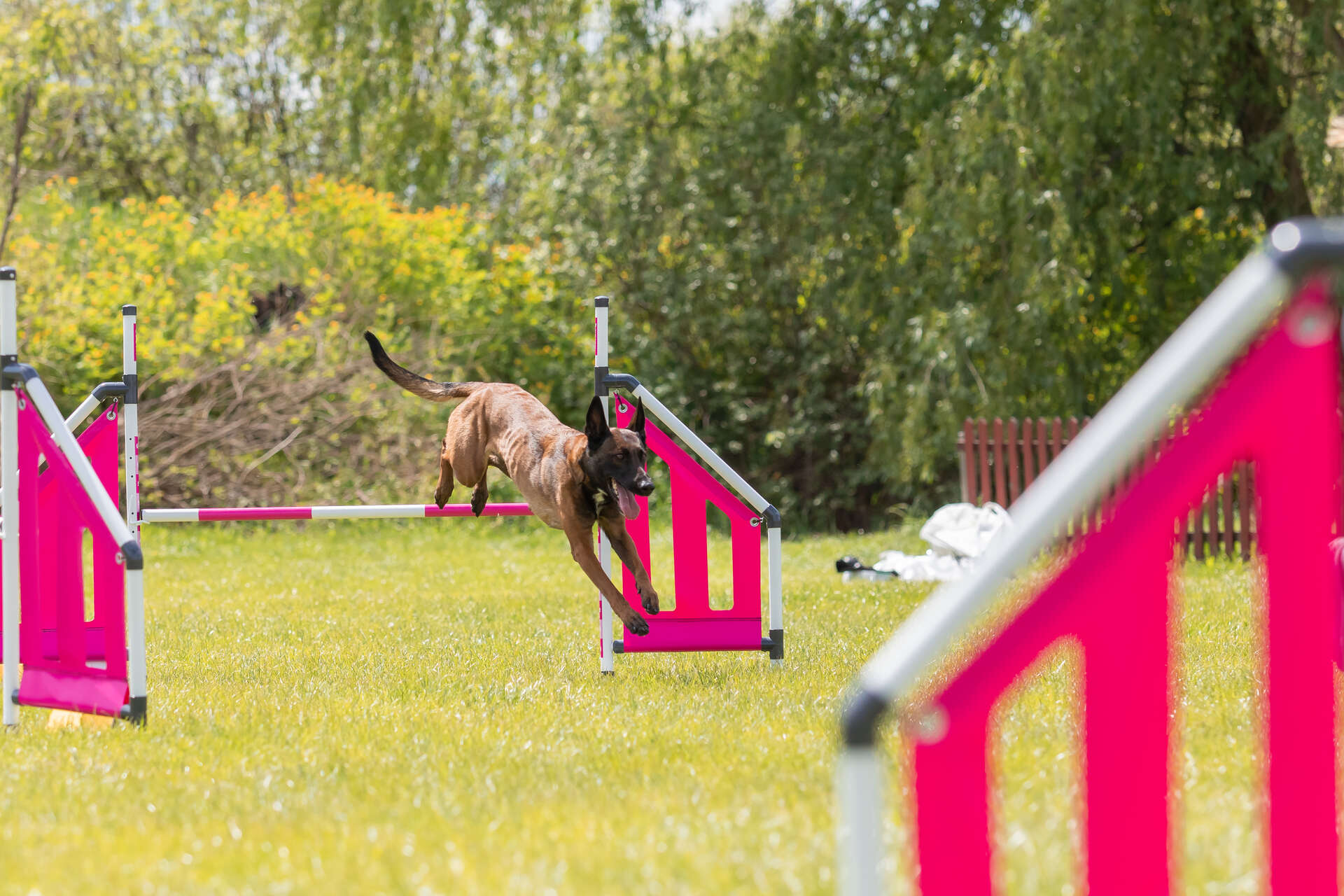 A dog jumping over an agility training bar