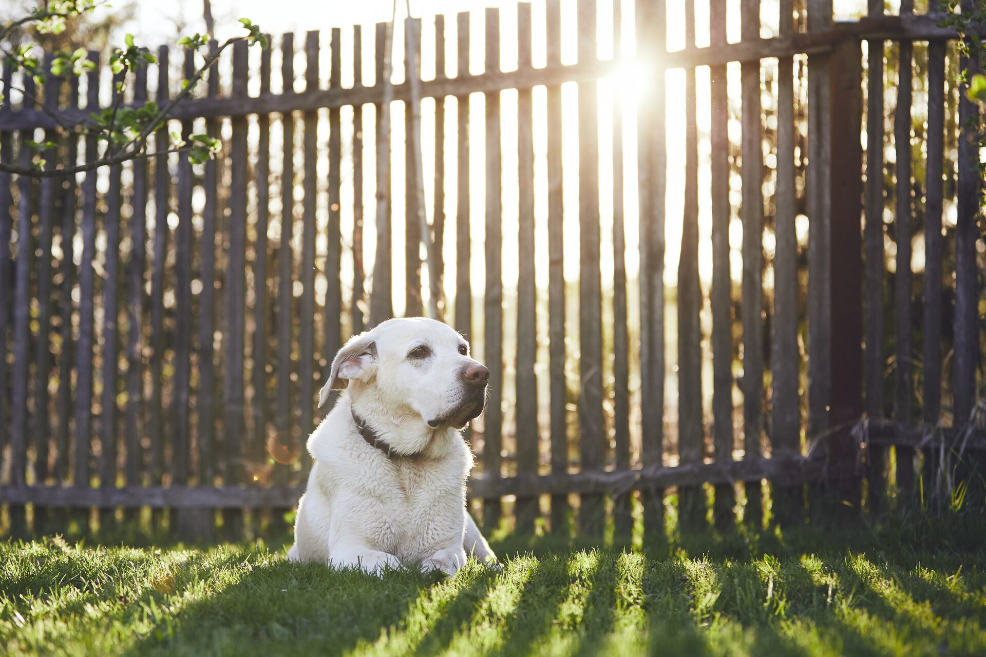 A dog sitting behind a garden fence