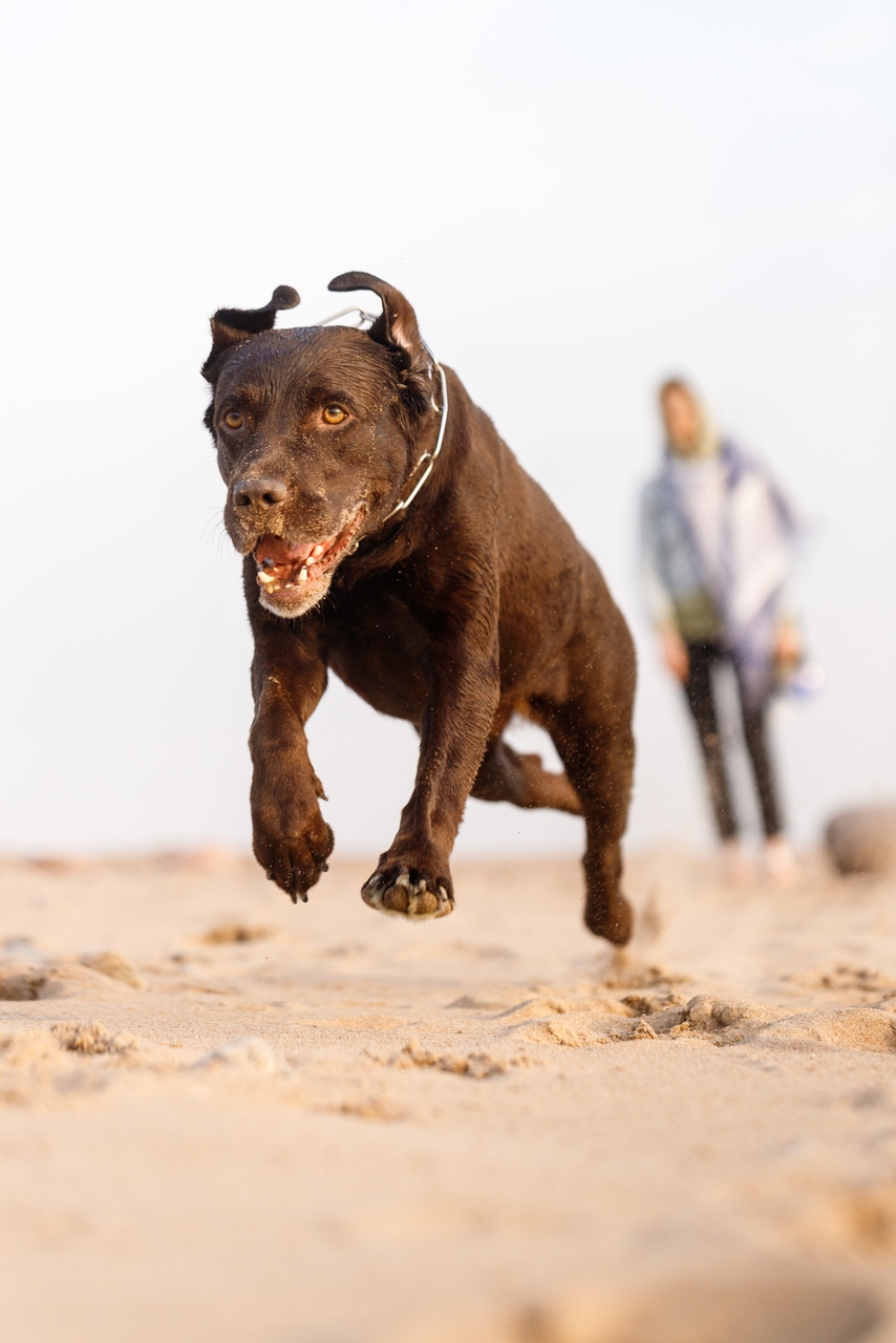 A dog running away from a man on a beach