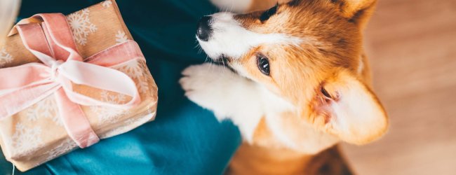 Hund mit Geschenk
