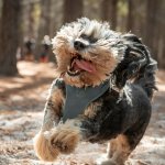A small dog running through a forest