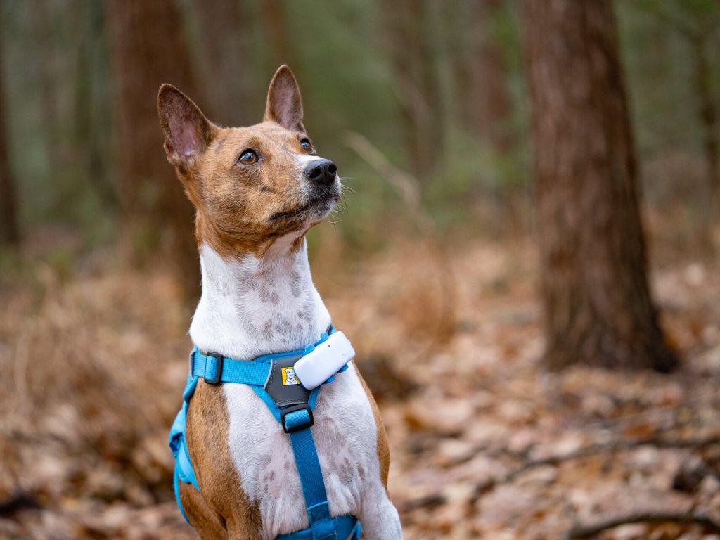 Charlie wearing his Tractive GPS on a forest trail