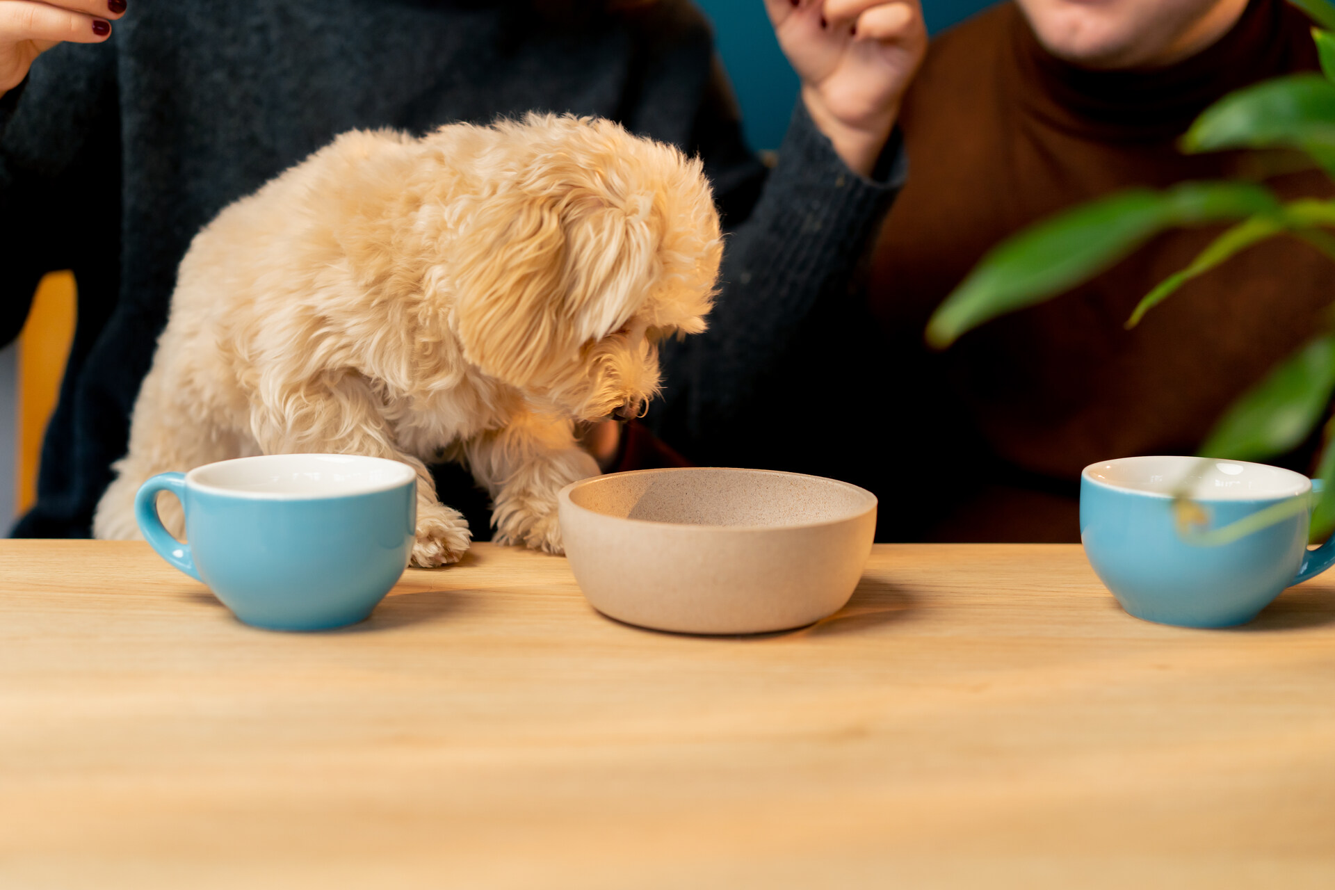 A dog sniffing around three cups at a table