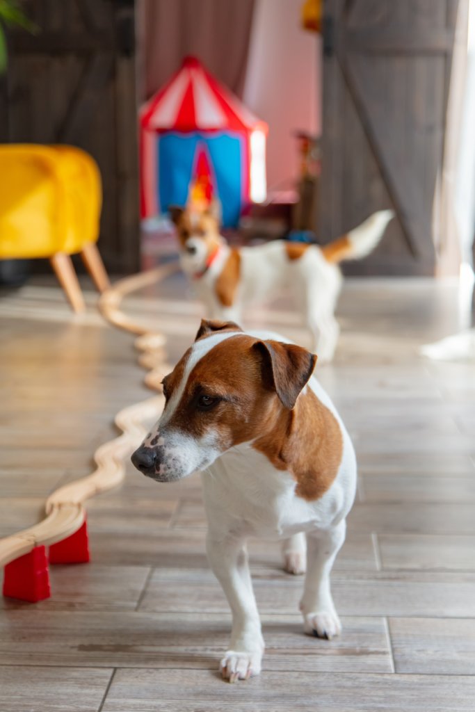 Two dogs playing in an indoor obstacle course