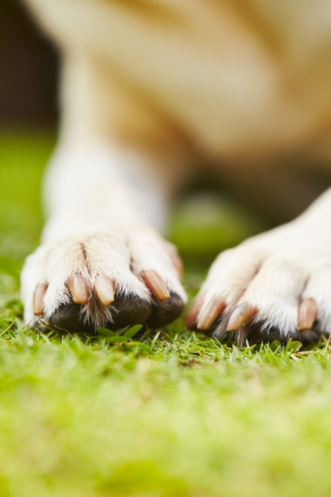A dog's paws on grass