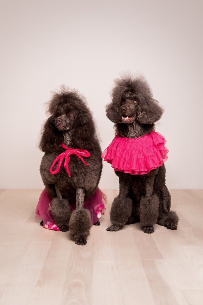 Two black poodles sitting on the floor