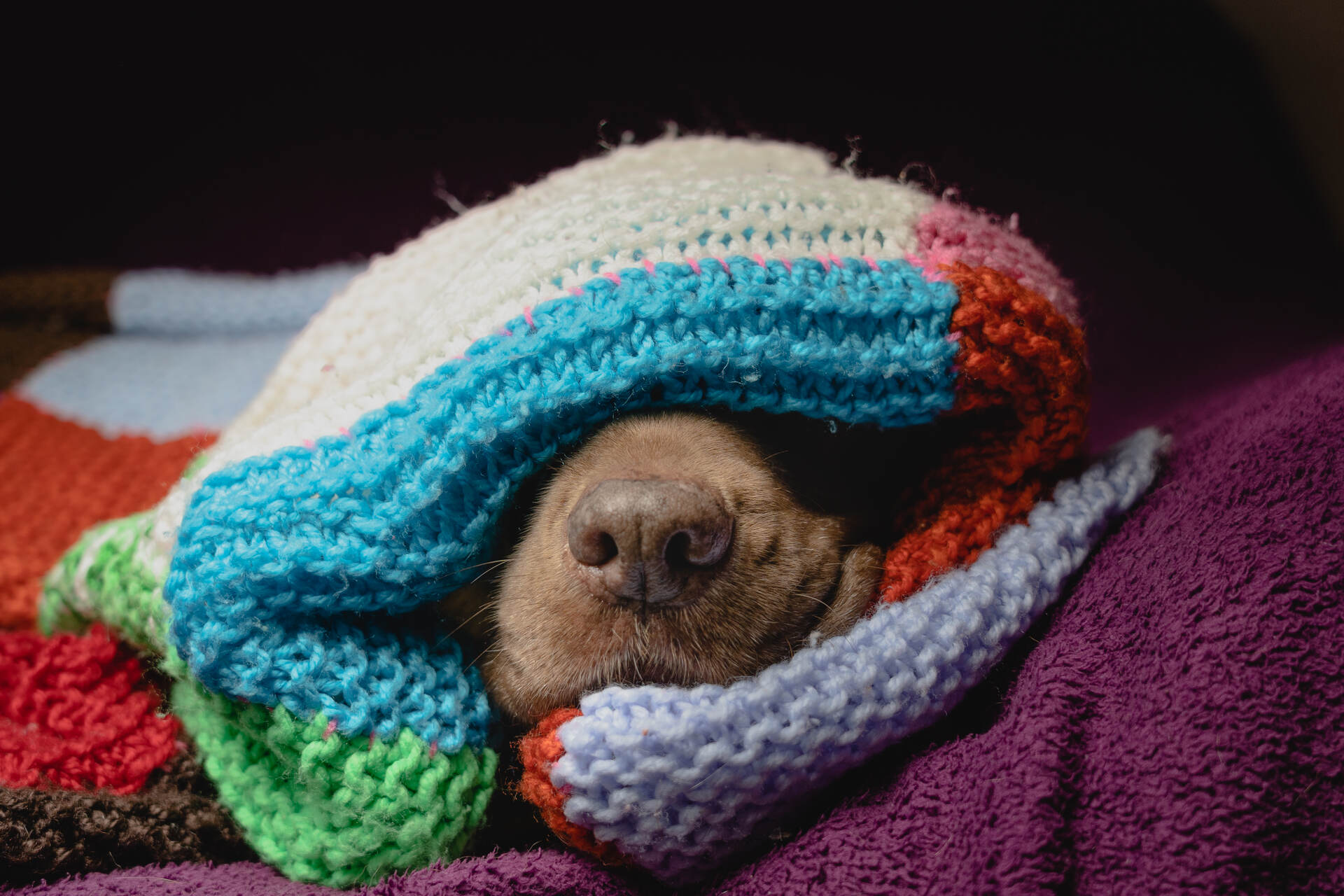 A dog lying in bed wrapped up in a colorful blanket