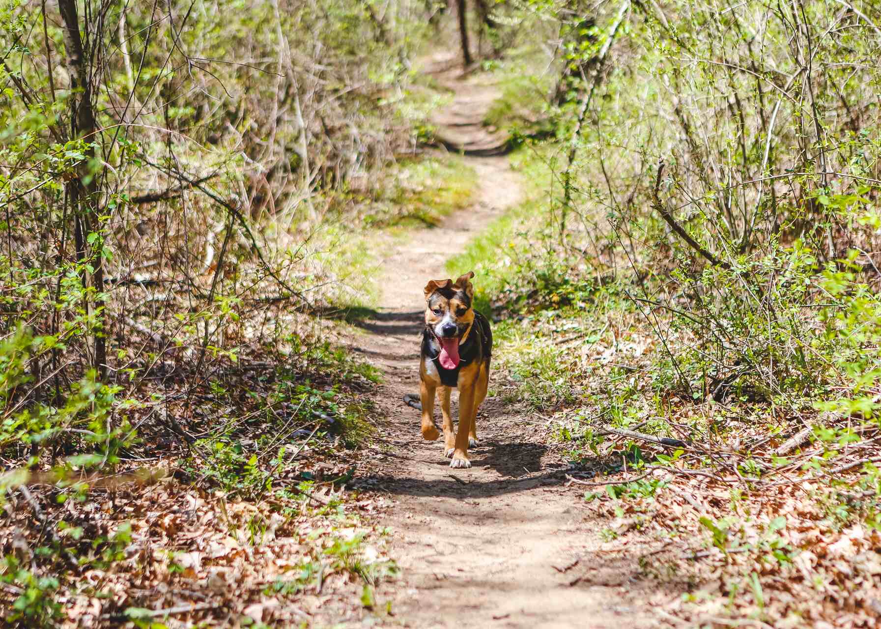 A puppy running on a forest trail