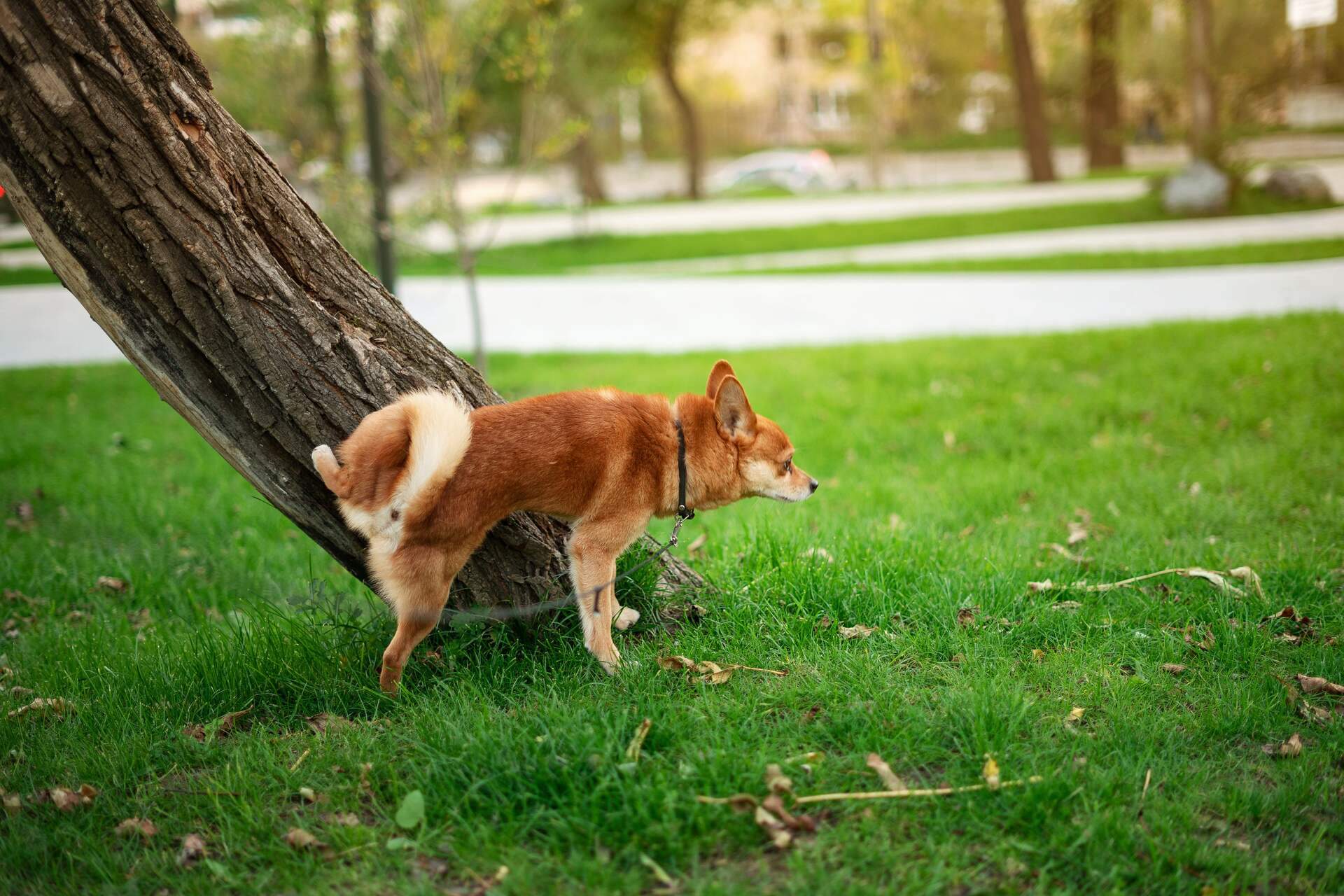 A dog peeing against the side of a tree