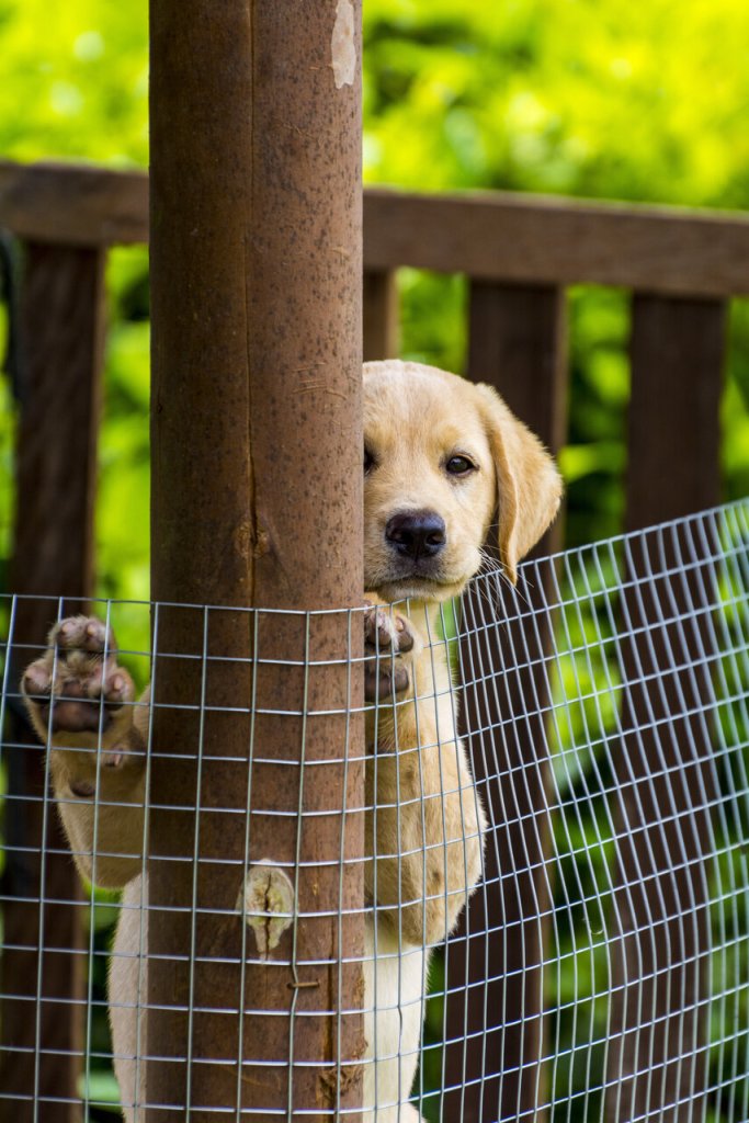 A puppy peeking over a wire fence