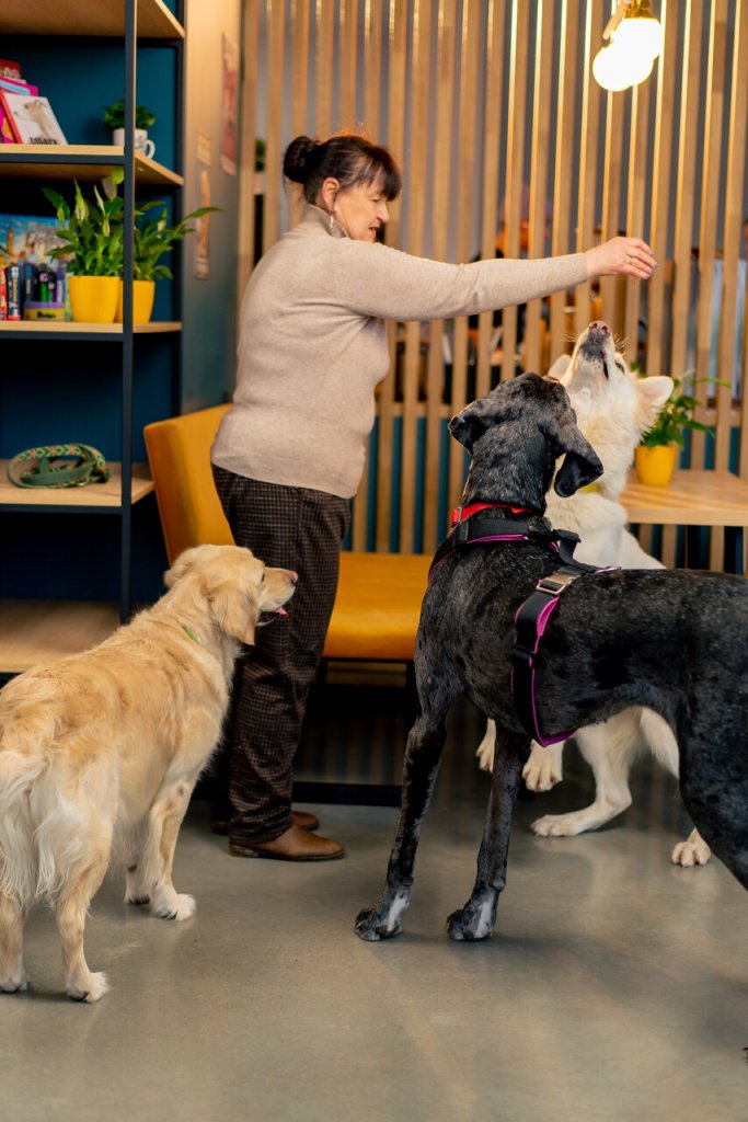 A woman offering treats to three dogs indoors