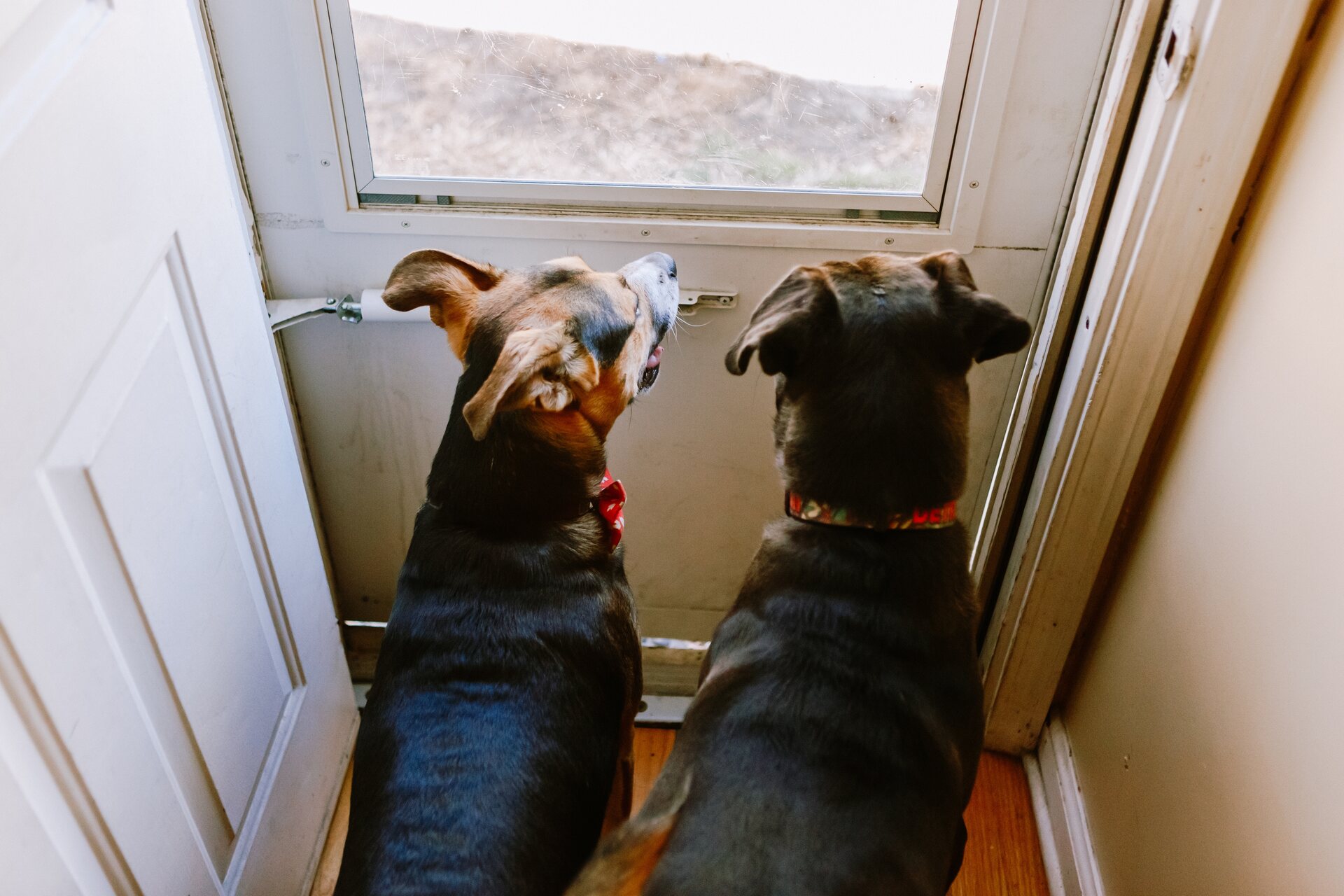 Two small dogs looking out of a window