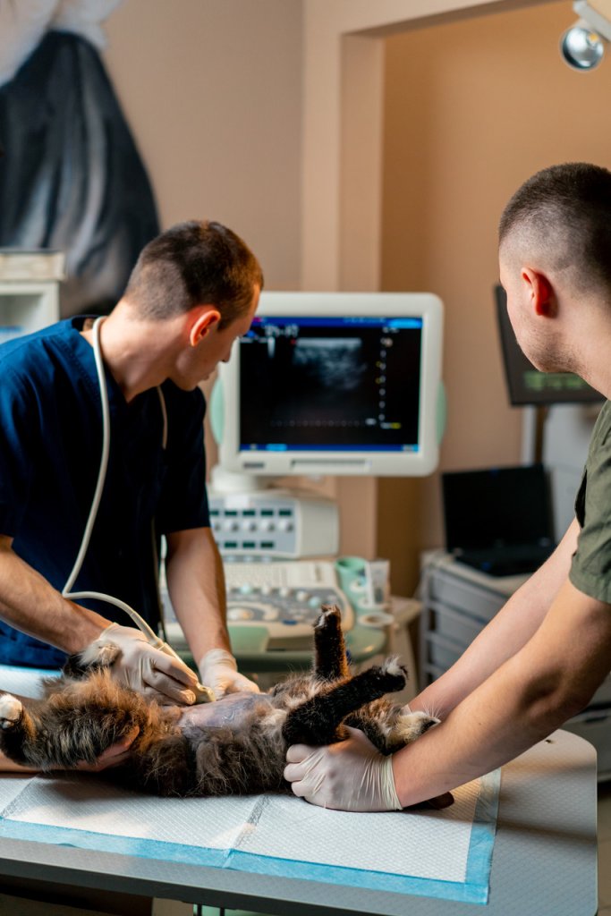 Two vets examining a cat's ultrasound report