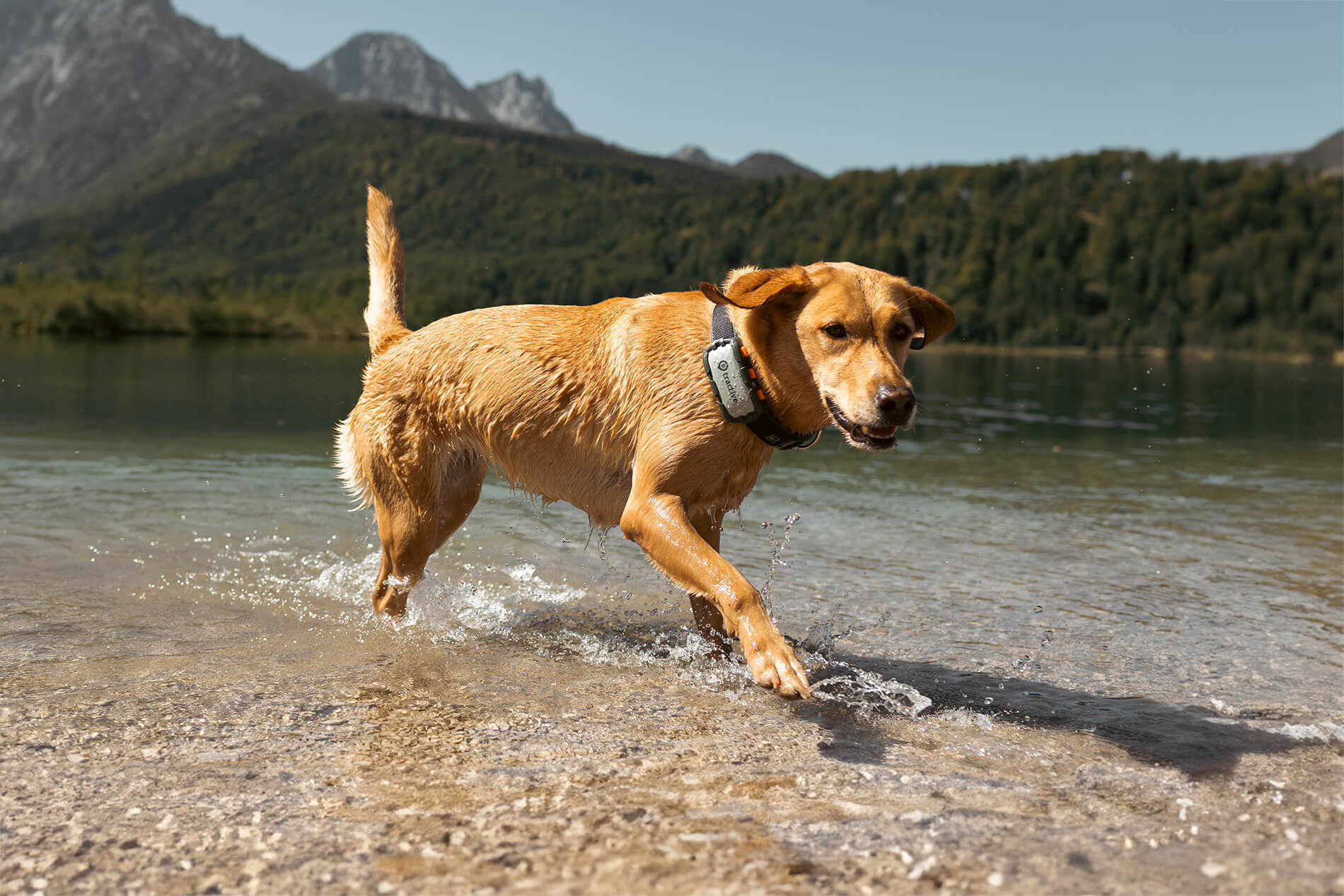 Labrador trägt Tractive Dog XL Tracker und läuft einem Seeufer entlang