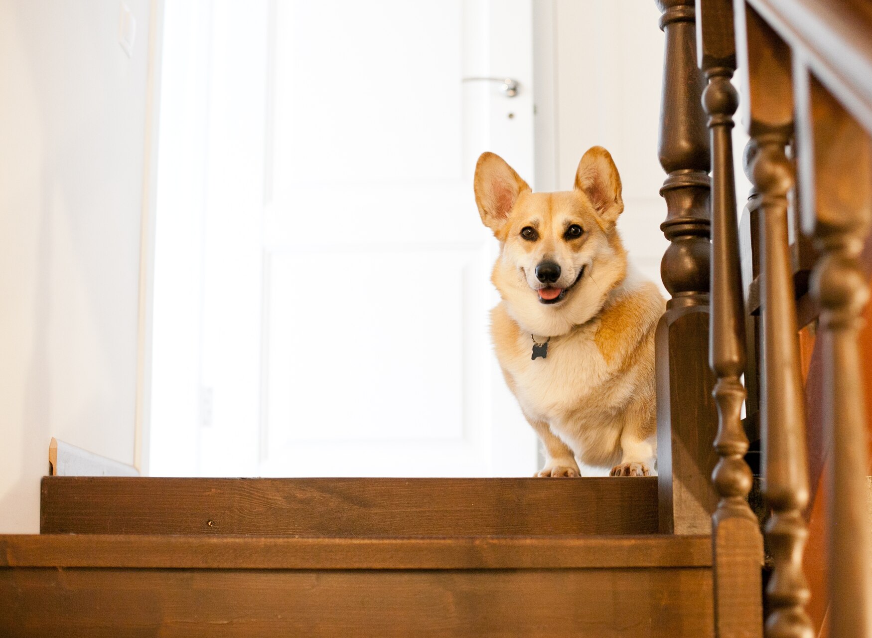 A Corgi sitting on top of a staircase indoors