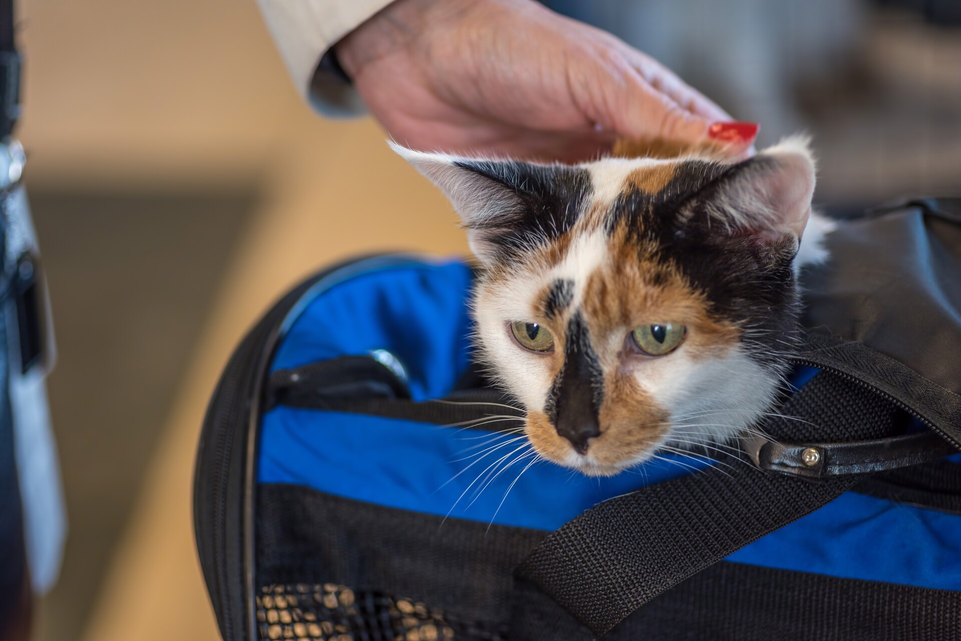 A cat sitting inside a blue duffel bag