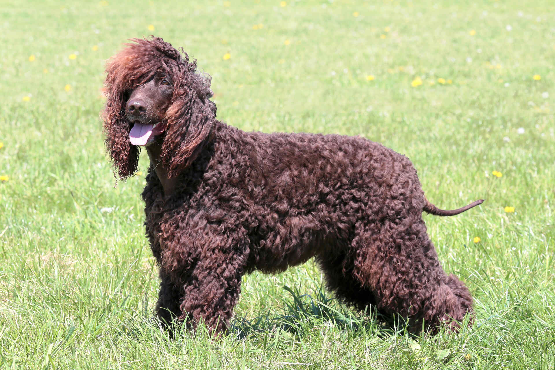An Irish Water Spaniel standing in a grassy area