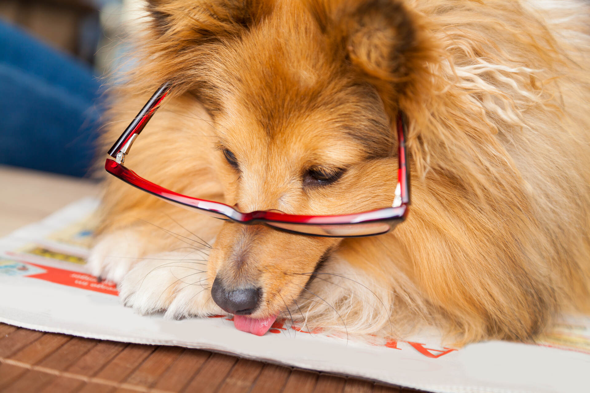 A Sheltie wearing eye glasses reading a newspaper