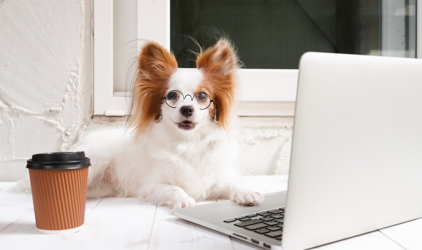 A Papillon dog wearing eyeglasses sitting by a laptop