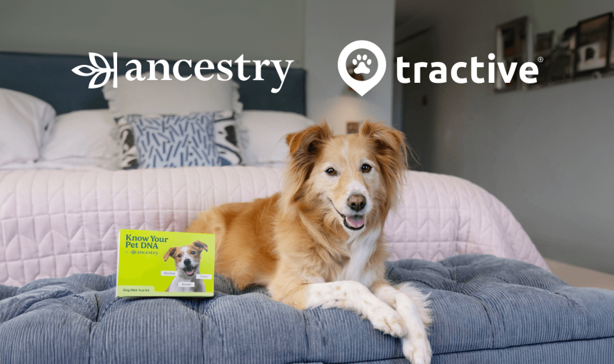 dog on bed next to dna testing kit by Ancestry