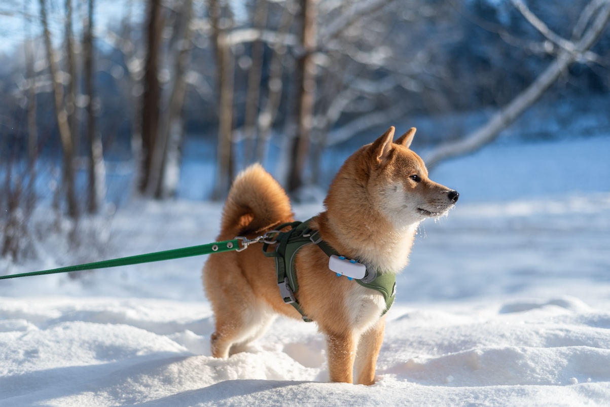 Hund an der Leine steht im Schnee 