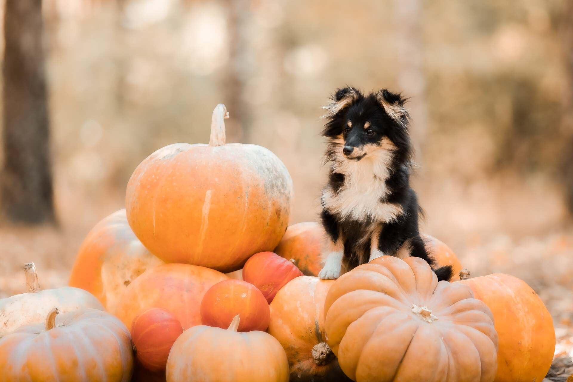 A dog sitting on a pile of pumpkins