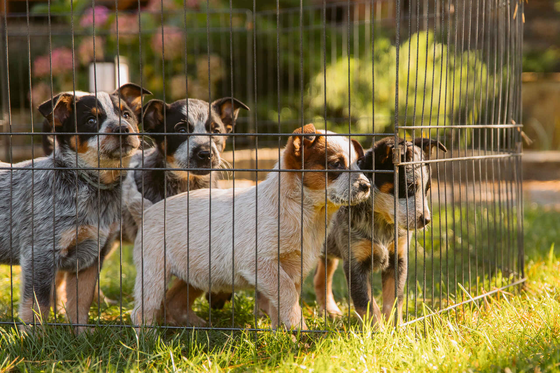 A litter of puppies looking out through a grill fence