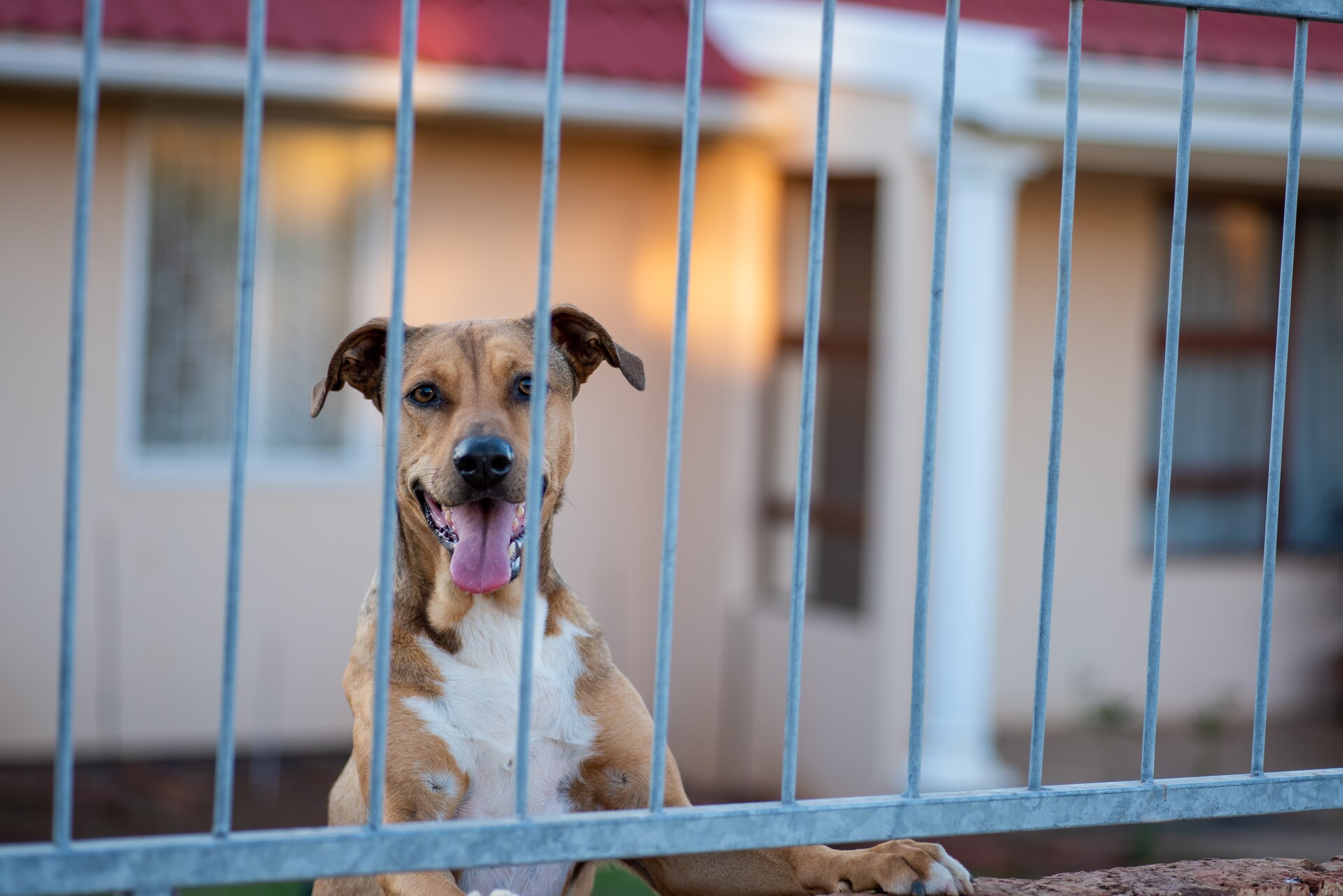 A dog looking through a fence railing