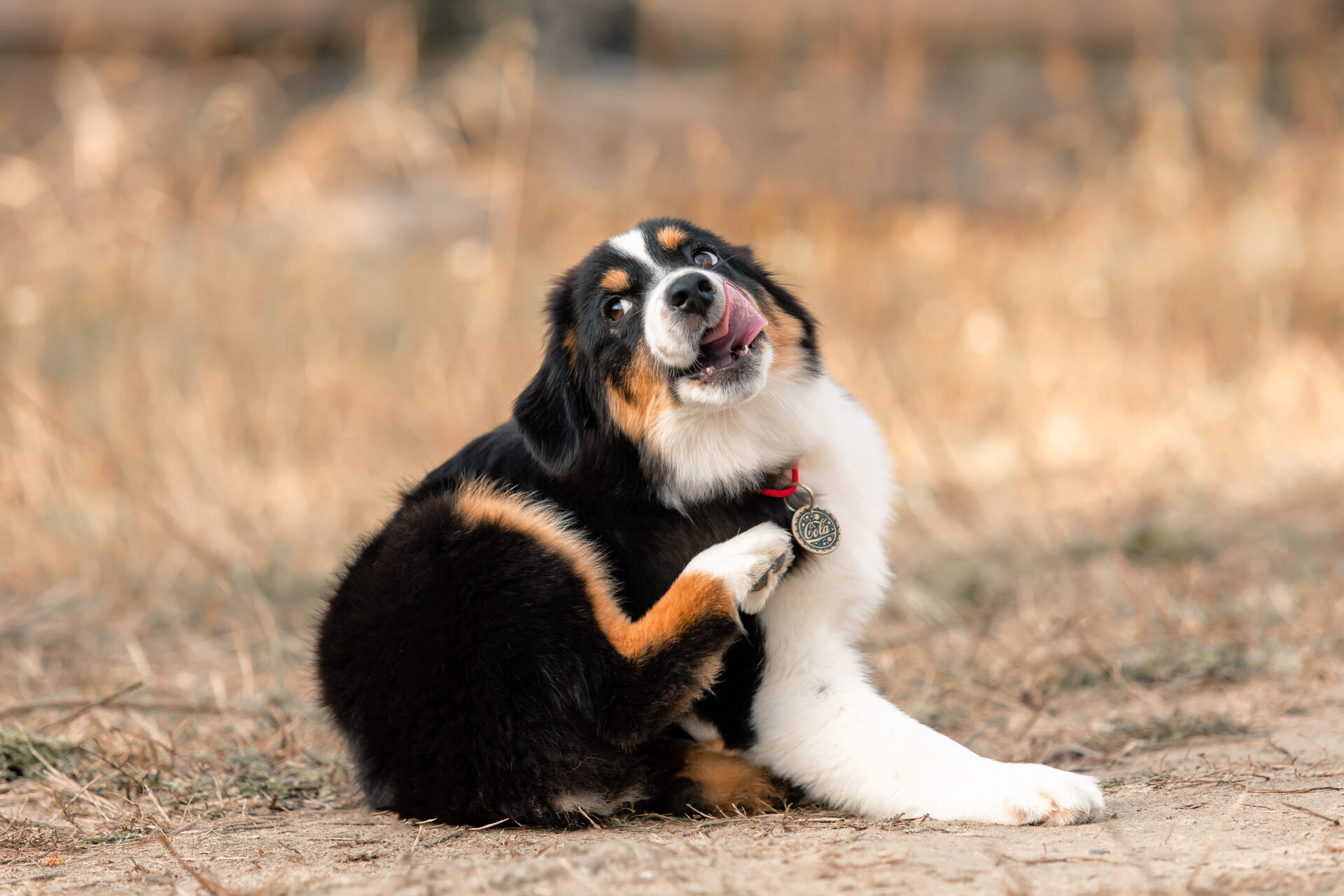 A Bernese mountain dog puppy scratching themselves