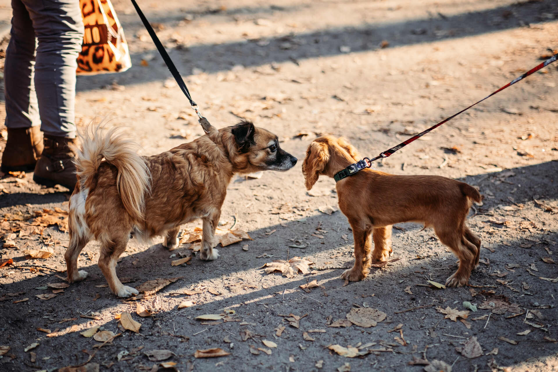 Two leashed dogs getting introduced to each other