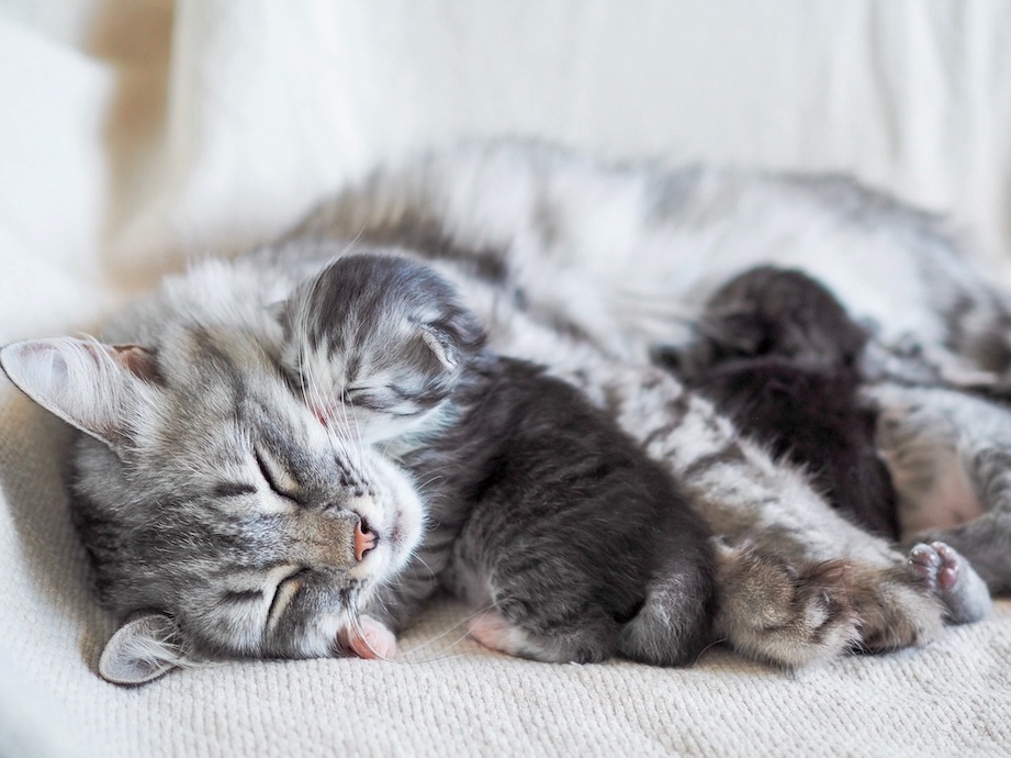 Grau-getigerte Mutterkatze liegt mit ihren Jungen auf einer Decke