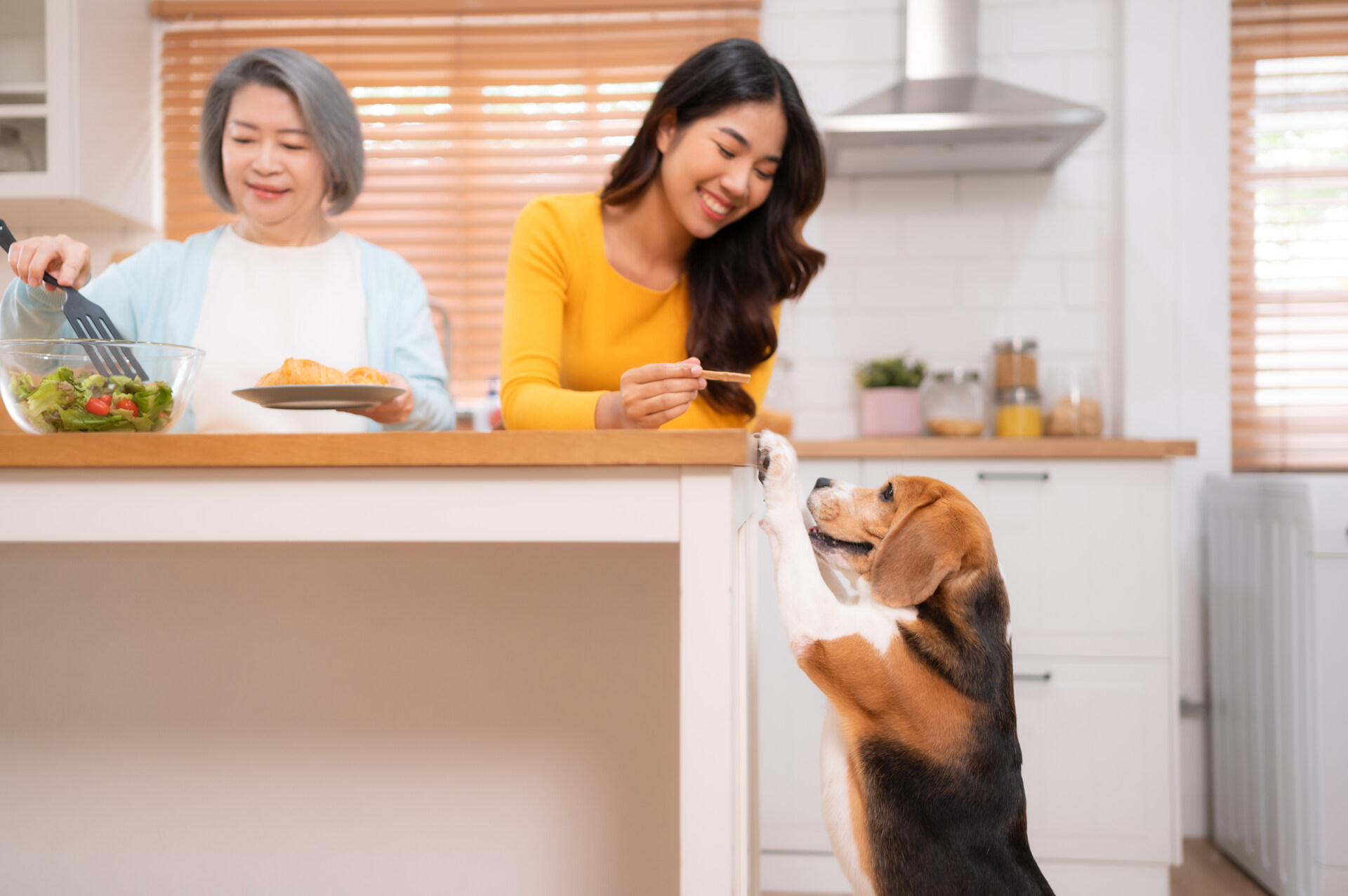 A woman distracting a dog from food in a kitchen