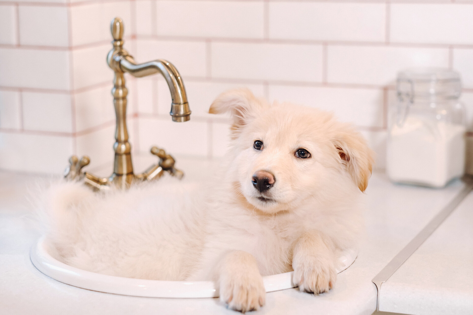 A white puppy sitting in a bathroom sink
