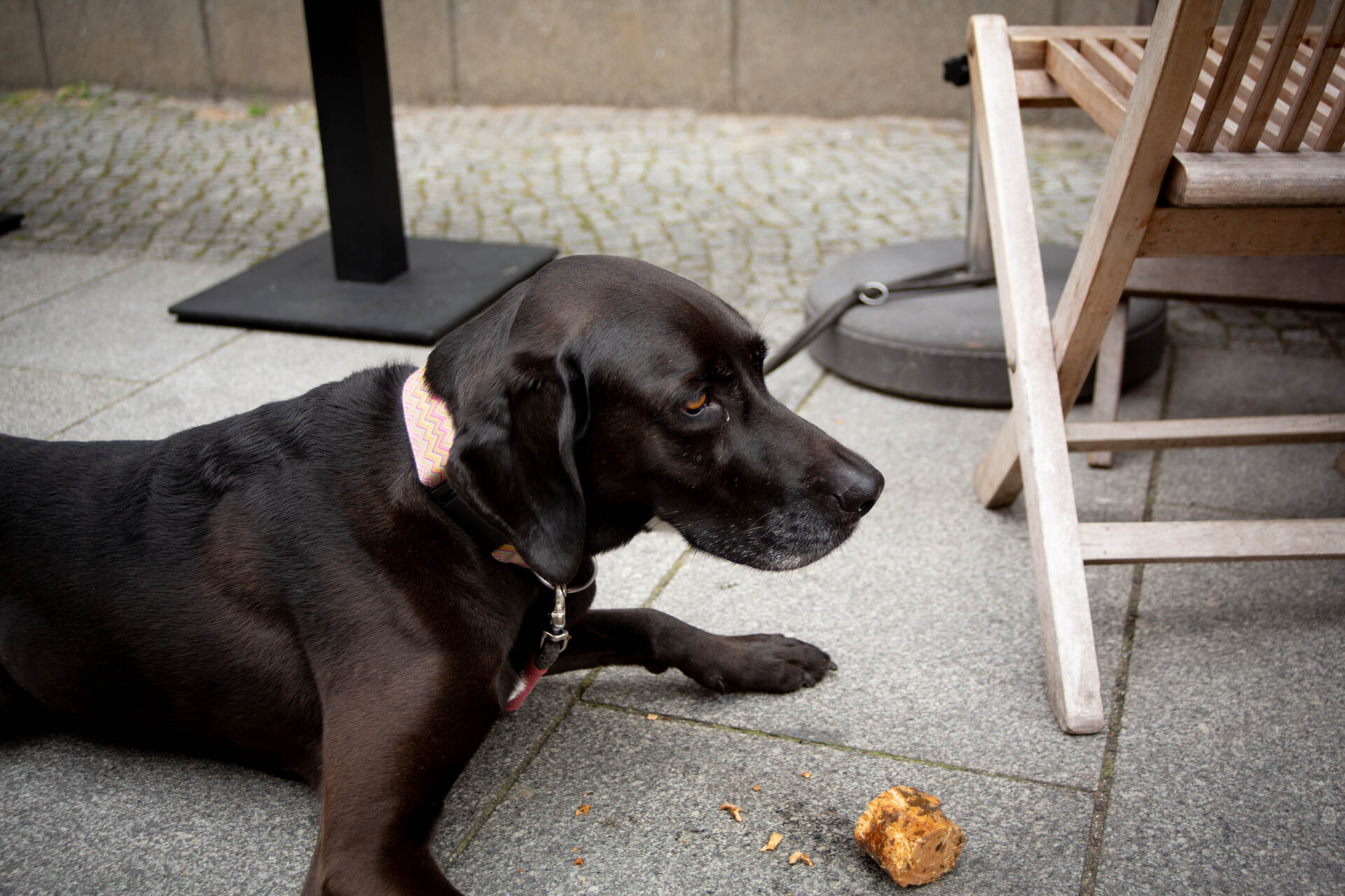 A dog sitting in front of a fallen muffin on a street sidewalk