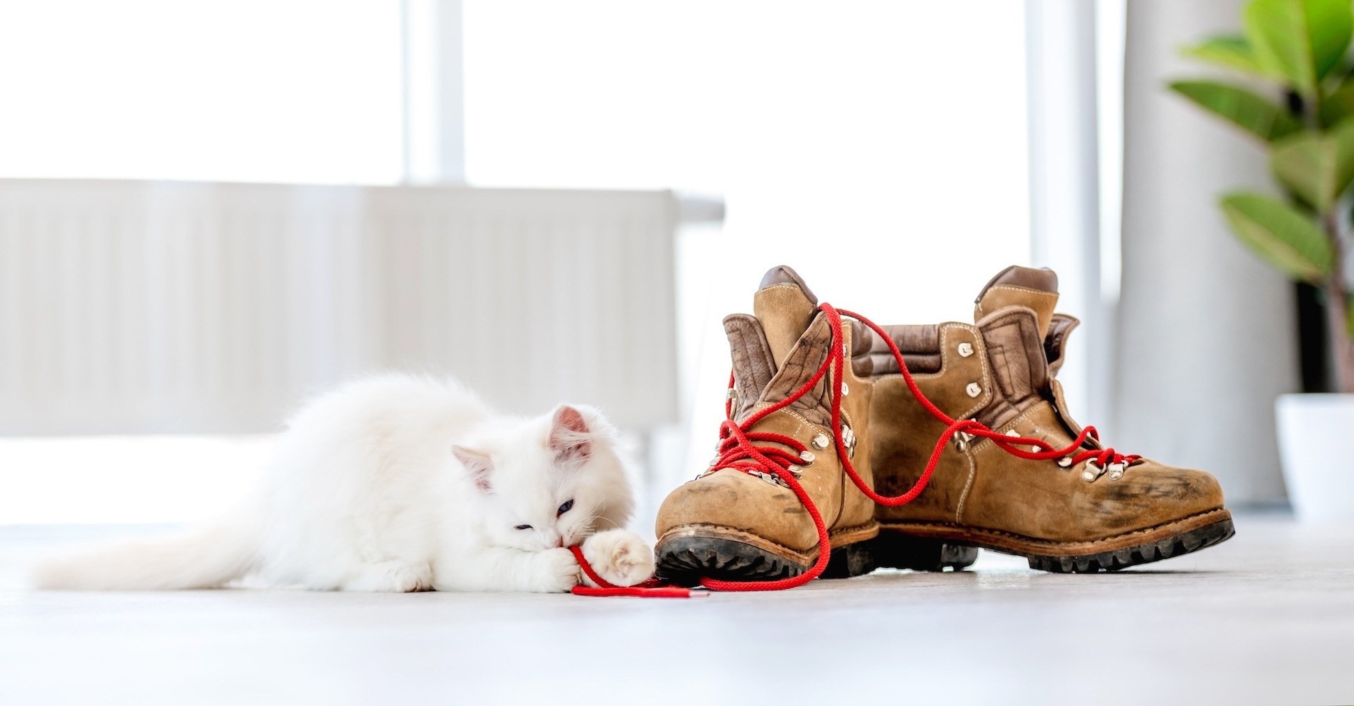 Weiße Katze sitzt neben Straßenschuhen und spielt mit Schuhbändern