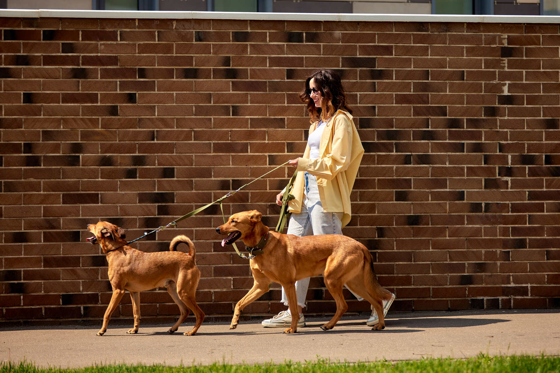A woman walking a pair of dogs in a neighborhood