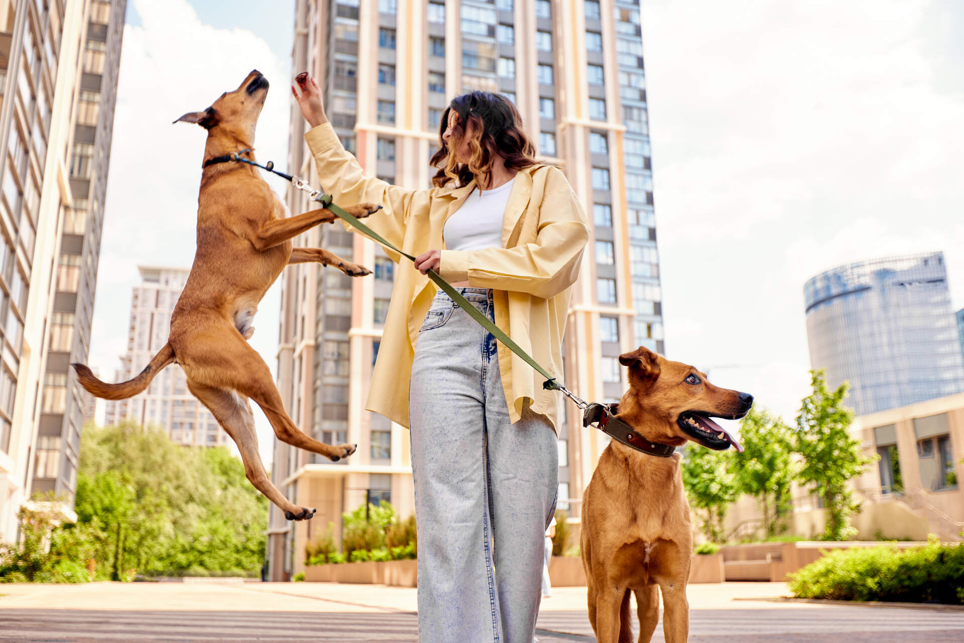 A woman walking two city dogs on leash