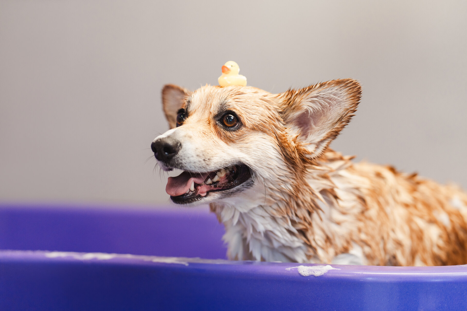 A dog sitting in a bathtub