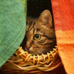 A cat sitting in a basket hiding behind cloths